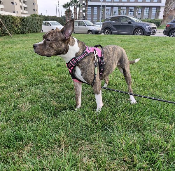 Pippi cerca casa Foto 9